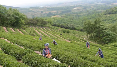 九大行动打造“技能小镇”！青岛发布技能乡村行动实施意见