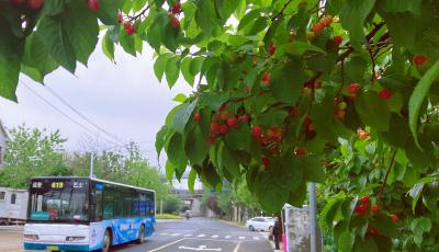 助力北宅樱桃节  青岛温馨巴士发布绿色出行指南