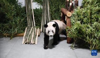 大熊猫“丫丫”平安回到北京动物园 健康状况稳定