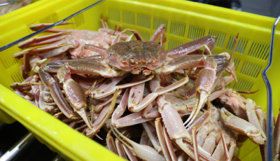 76吨进口雪蟹抵达！日照边检快速通关助力“新鲜到家”