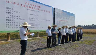 麦收时节话丰收！解密青岛绿色增粮背后的科技密码