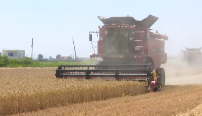 胶州市李哥庄镇：大田农业现代化、机械化  万亩耕地“活”起来