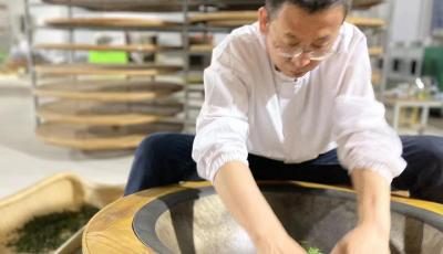 打造乡村振兴齐鲁样板 | 青岛农民正高级农艺师张勇的半生茶缘