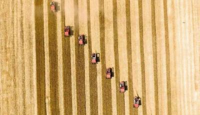 “麦”向好“丰”景！青岛市340多万亩小麦颗粒归仓