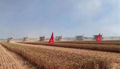 稳产保丰！青岛麦收进度已达9成半以上 