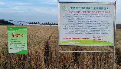 837.2公斤！青岛小麦单产再创新高