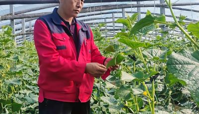 打造乡村振兴齐鲁样板 | 青岛乡野田间的网红农技达人