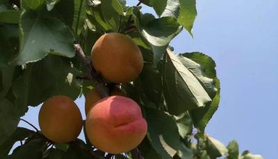 “杏”好遇见你！青岛第五批赏花观光采摘线路发布