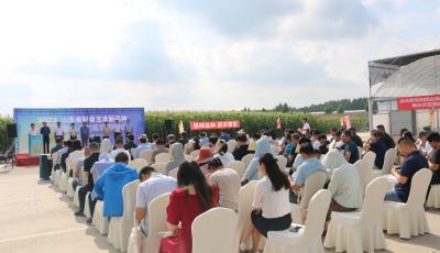 田间“选秀” 相“玉”青岛！专家学者与100个鲜食玉米品种“面对面”