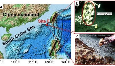 中国科学院海洋研究所揭示深海冷泉水合物快速形成动力学机制