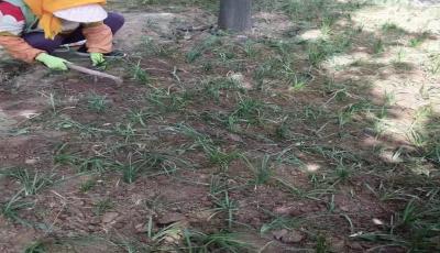 崂山区：补种园区绿植 装点美丽家园