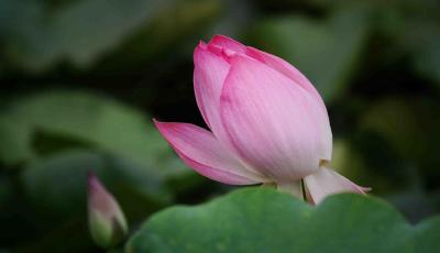 出水芙蓉!小西湖荷花次第绽放，满池叠翠