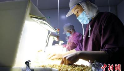 山东释放产业集群“磁吸效应” 为经济发展增添强劲动能