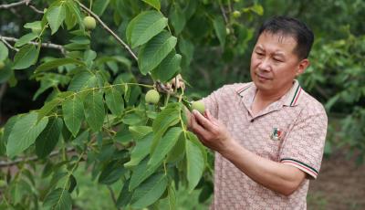 打造乡村振兴齐鲁样板 | 小核桃“盘”出致富新路子