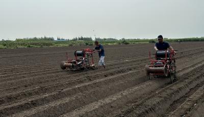 青岛市6万亩“胶州大白菜”开始播种 预计9月中旬播种完毕