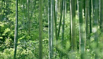 美丽中国｜厚植绿色发展底色