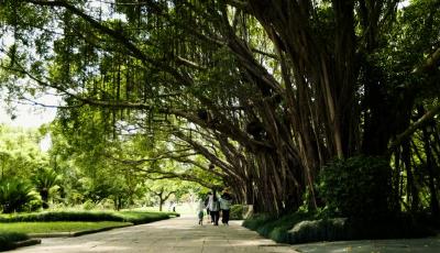 绿水青山带笑颜丨榕为大木 犹荫十亩