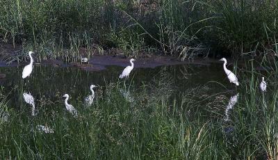 生态之美！张村河上白鹭起舞