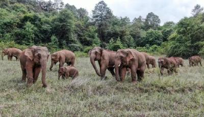 美丽中国｜从参与者到引领者