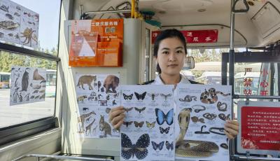 “動(dòng)物園”搬進(jìn)了公交車 青島溫馨巴士打造動(dòng)物保護(hù)主題車廂