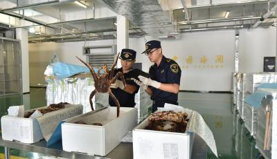 8吨鲜活帝王蟹“打飞的”来青 青岛机场着力打造北方特种货物集散中心