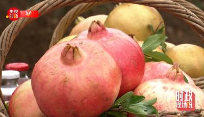 时政现场说丨山东枣庄：小石榴谱写产业振兴大文章