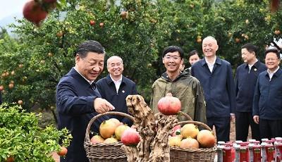 熱解讀｜火紅石榴如何帶來紅火生活 總書記再談這篇“大文章”