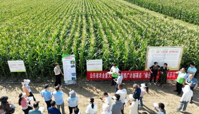 良种+良法！青岛绘就“绿色增粮”好“丰景”