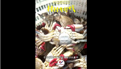 《庆丰收》：青岛市城阳区潮海东社区十万斤梭蟹陆续上岸