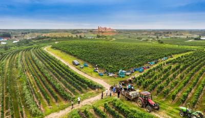 “外引内培” 集聚势能 莱西挺起农业发展“脊梁”  