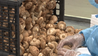 全国最大的香菇菌棒智慧化生产基地，就在平度蓼兰镇！