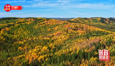 时政现场说丨守护好大兴安岭的这片绿色