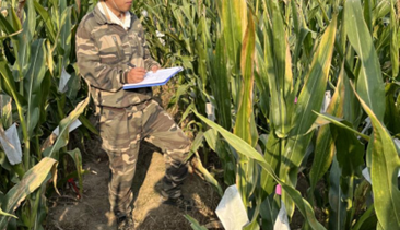 青岛市农科院科研工作者：汗撒试验田 志在天地间