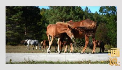 时政画说丨一路向北
