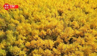 习近平黑龙江行丨筑牢北疆生态安全屏障——走进漠河林场