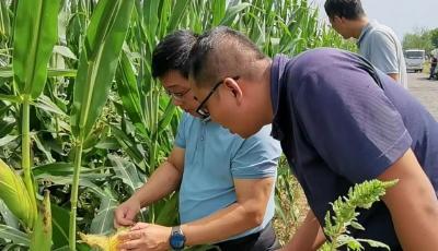 “一喷多促”提产量 青岛农技专家深入田间指导作业保丰收