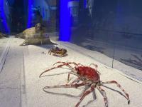 青岛科技馆国庆“大片”：展现“1+N”海洋特色新场景