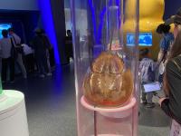 青岛科技馆国庆“大片”：展现“1+N”海洋特色新场景