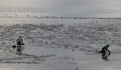 青岛：人鸟一起赶海  共享一片滩涂