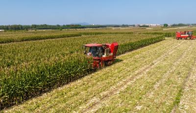 青岛市380万亩秋粮颗粒归仓 348.4万亩小麦播种全面结束