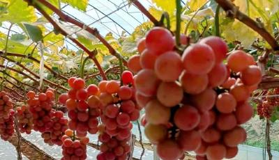 青岛西海岸新区大村镇丰收季：“妮娜皇后”葡萄采摘正当时