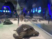 青岛科技馆国庆“大片”：展现“1+N”海洋特色新场景