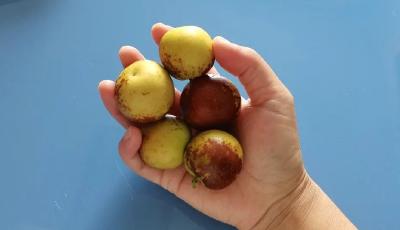 嘎嘣脆的冬棗對身體有啥好處？來說說吃冬棗的事兒