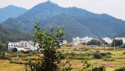 局地下降10℃！这些地方周末气温创新低