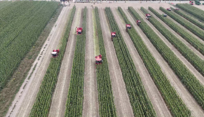 山東省玉米機收減損技能大比武青島賽區開賽