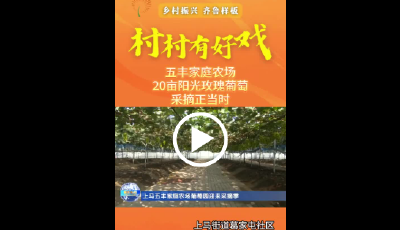 村村有好戏丨五丰家庭农场：20亩阳光玫瑰葡萄采摘正当时
