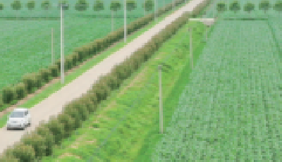 央媒看青岛 | 人民日报点赞青岛平度市：织就一片林网，守护沃土良田