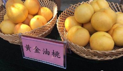 闪电评论｜当丰收时节遇到好品山东 持续书写齐鲁农业新篇章