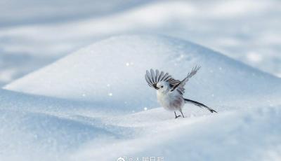 小鳥雪中嬉戲，美成了一幅畫