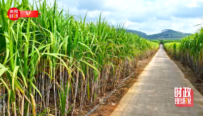 时政现场说丨把“糖罐子”越端越稳 让“甜蜜产业”更加甜蜜